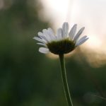 如何顺利完成天行体育app下载?详细步骤与注意事项分享 s802xbmr1h