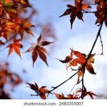 如何通过安博体育app提升你的体育赛事观赏体验 td8g5